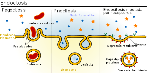 490px-tipos_de_endocitosis-svg