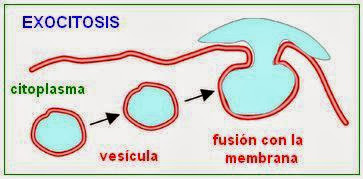 exocitosis
